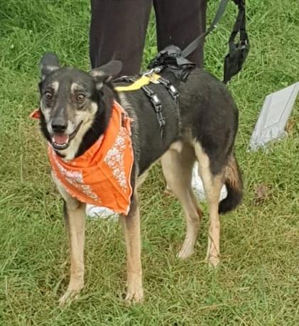 Bolt idoneo a tutti, taglia media contenuta Foto 5